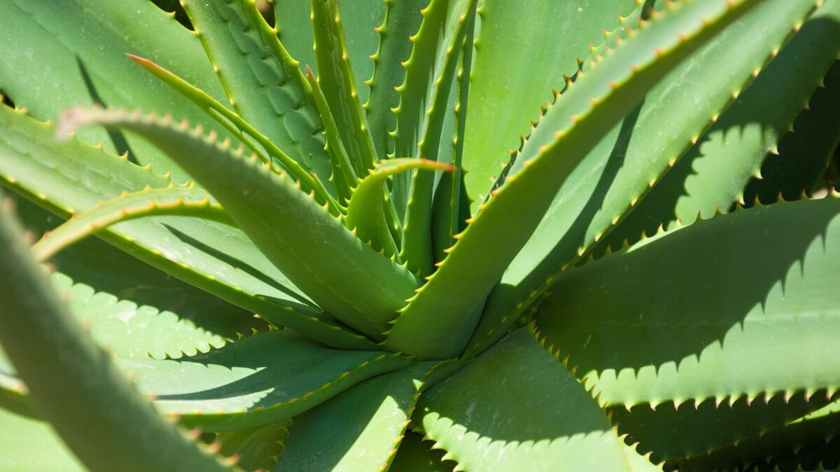 aloe em Hondrofrost