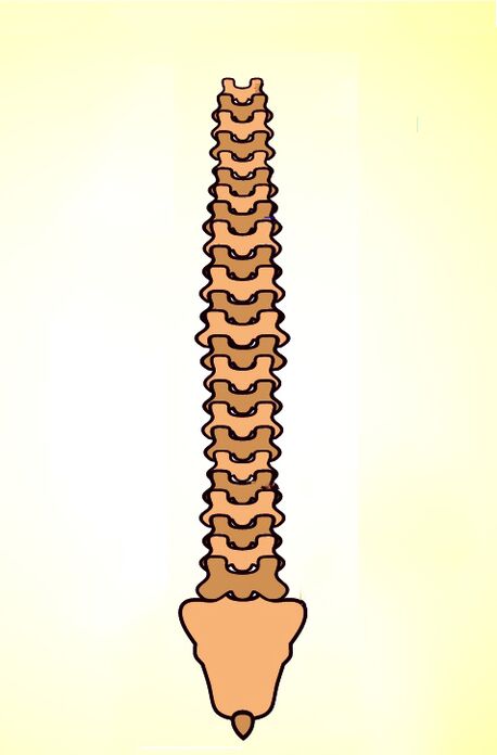 estrutura da coluna vertebral